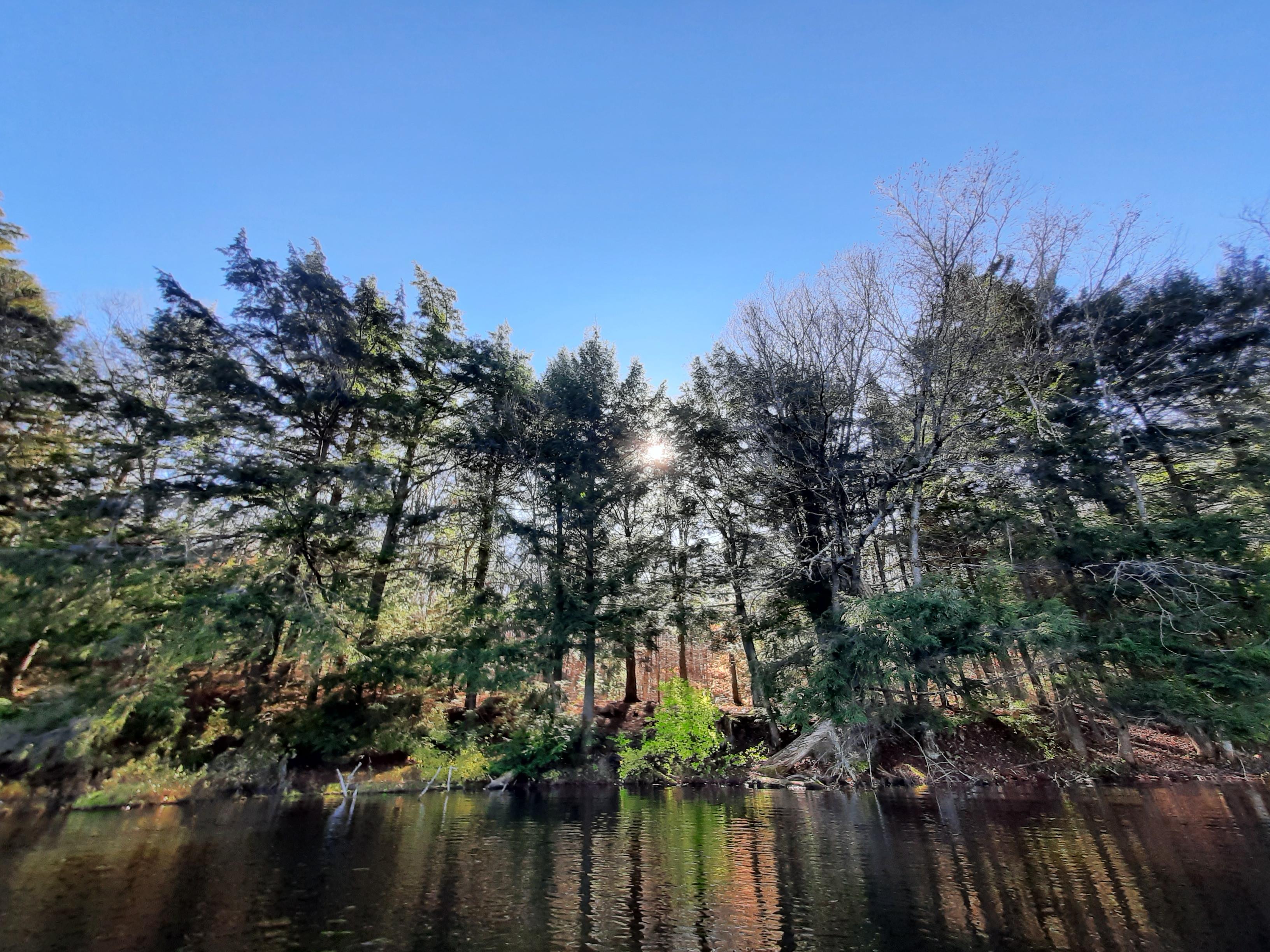 Forest along the edge of a pond in the northern Adirondacks